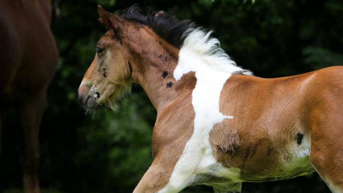 Horse born. Корасон лошадь.