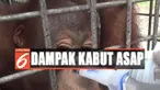 Puluhan orangutan yang mengalami infeksi kini dirawat lebih intensif dari tim medis yayasan BOS.