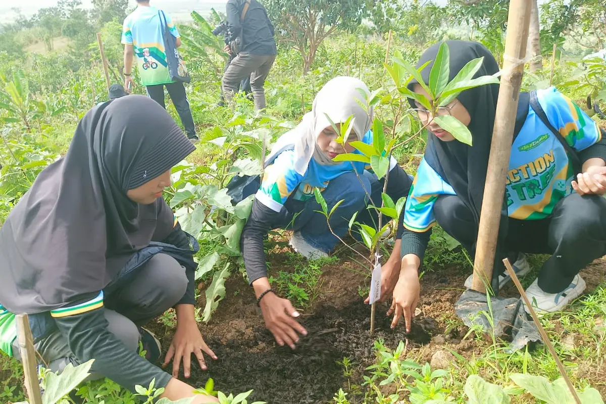 Menanam Pohon Mangga