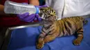 Dokter hewan memberi makan anak harimau bengal yang baru lahir di Pusat Penyelamatan dan Rehabilitasi Satwa Liar "BioZoo" di negara bagian Veracruz, Meksiko, 5 April 2020. Bayi harimau yang lahir pada 14 Maret 2020 lalu ini dinamai 'Covid' di tengah pandemi wabah virus corona. (VICTORIA RAZO/AFP)