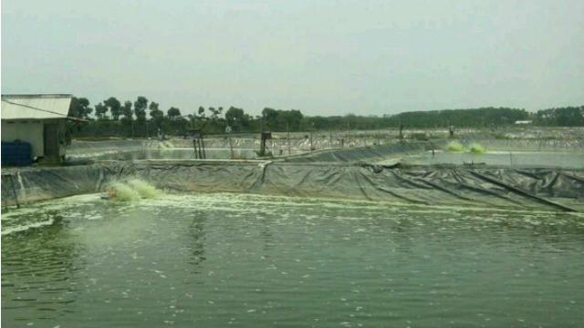 Wisata Edukasi Tambak Udang Vannamei hingga Mitos Pantai Pulau Kodok Tegal