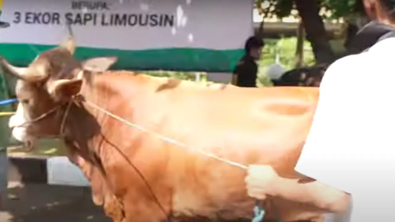 sapi