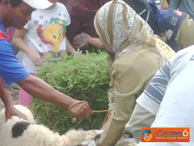 Citizen6, Karawang: Team dari PKP Karawang melakukan pemeriksaan hewan kurban sebelum pelaksanaan penyembelihan di Masjid Al-Ikhlas. (Pengirim: Widya Asrul)