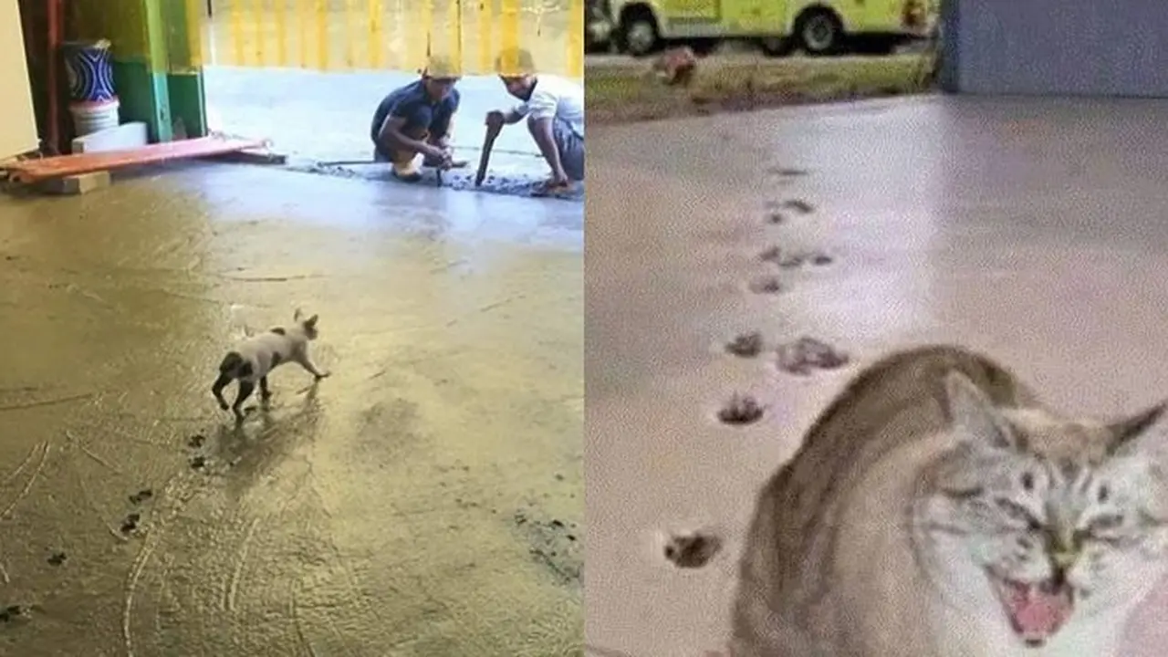 6 Tingkah Kucing Jalan Santai di Atas Cor Basah Ini Bikin Kuli Bangunan Meringis