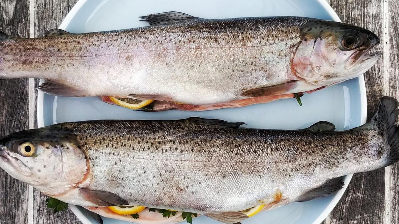 <b>Peran Ikan dalam Rantai Makanan di Laut</b>