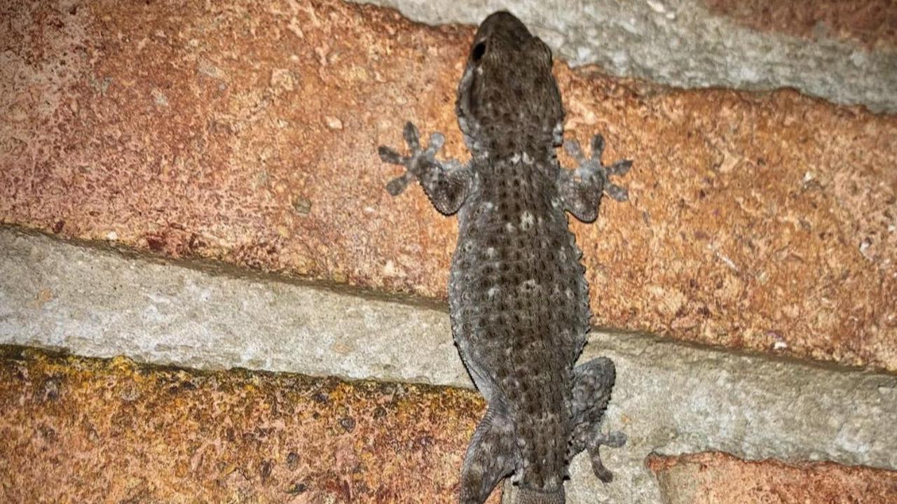 Mitos Menarik Seputar Tokek, Benarkah Tokek Masuk Rumah Jadi Pertanda Keberuntungan?