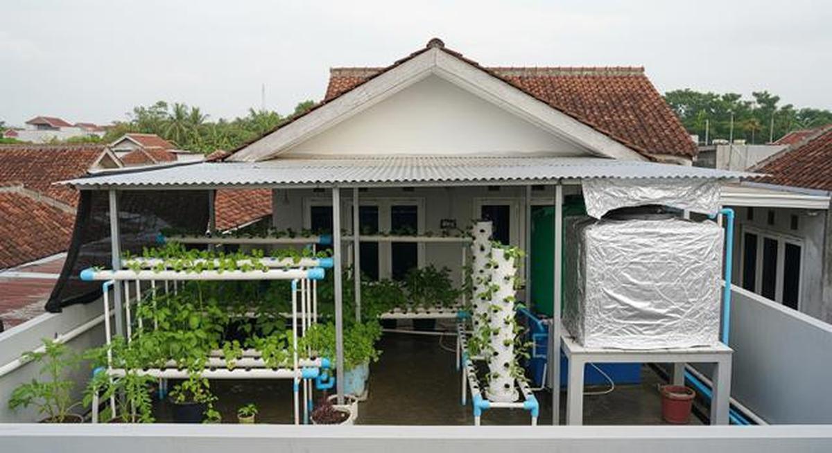 8 Kebun Hidroponik di Atap Rumah Biar Lahan Sempit Tetap Produktif, Panen Sayur Tanpa Lahan