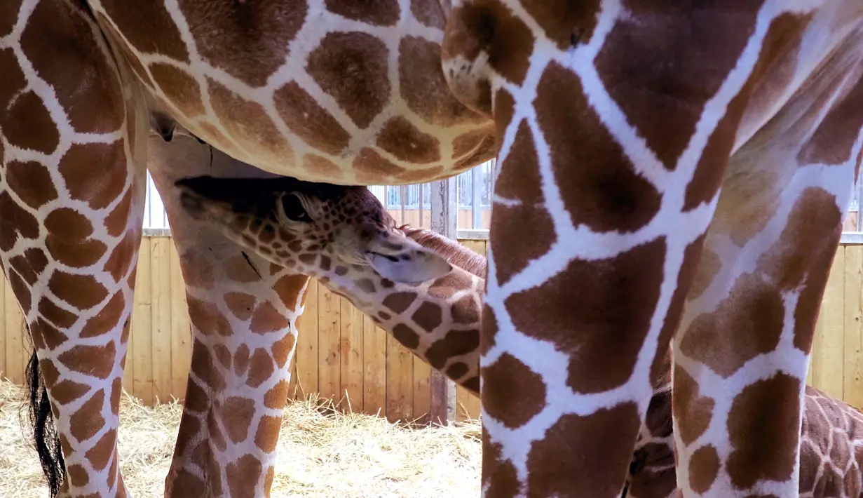 Bayi jerapah 'Melman' menyusu pada ibunya 'Binti' di dalam kandang mereka di Kebun Binatang The Beauval di Prancis barat, Selasa (13/7/2021). Jerapah reticulated (Giraffa camelopardalis reticulata) yang berasal dari Afrika bagian timur, merupakan spesies terancam punah. (Guillaume SOUVANT / AF