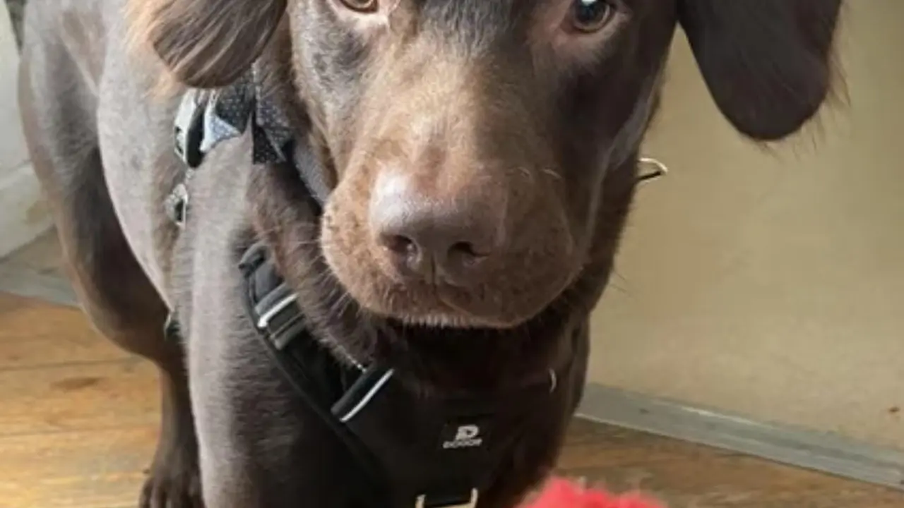 Coco, anjing yang kecanduan alkohol dalam penanganan dokter hewan (Tangkapan layar dari website South China Morning Post)