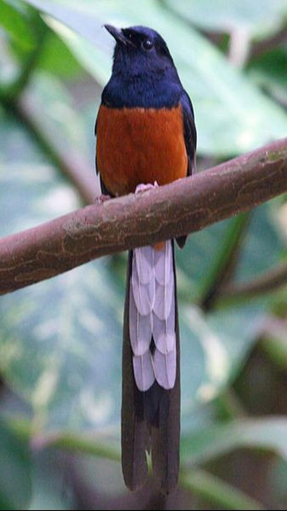 5. Burung Murai