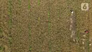 Pandangan udara saat petani memanen padi dari Sawah Abadi di kawasan Ujung Menteng, Jakarta, Rabu (23/2/2022). Lahan seluas tiga hektare di bawah Dinas Ketanganan Pangan Kelautan dan Pertanian (KPKP) DKI Jakarta tersebut mampu menghasilkan padi seberat 19,5 ton. (merdeka.com/Imam Buhori)