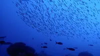 Ikan Penghuni Gua di Eropa, Spesies Baru yang Kejutkan Ilmuwan