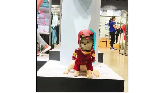 Kucing Imut Ini Perankan Catvengers, Kucing Super yang Melawan Cathanos
