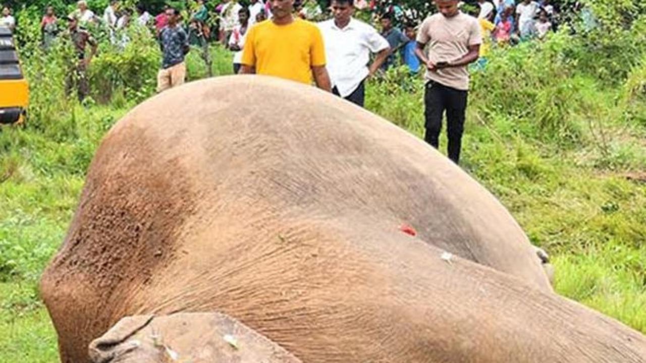 Insiden itu terjadi di kawasan perkebunan teh Rani, sekitar 20 km dari Guwahati, Negara Bagian Assam.