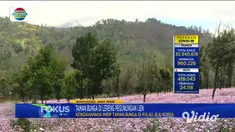 Tidak perlu jauh-jauh ke Pulau Jeju, Korea Selatan, jika ingin melihat keindahan taman bunga di lereng pegunungan. Di lereng Pegunungan Ijen, Bondowoso Jawa Timur, ada spot taman bunga yang tak kalah cantik yang sedang menyelimuti sejumlah titik.