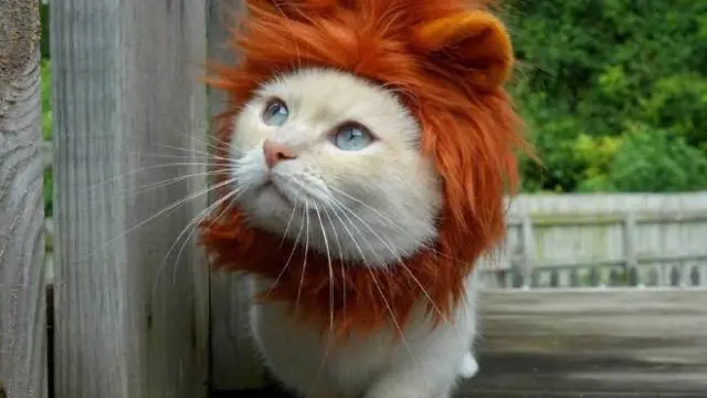 Potret 6 Kucing Bergaya Bak Singa Ini Bikin Makin Gemas
