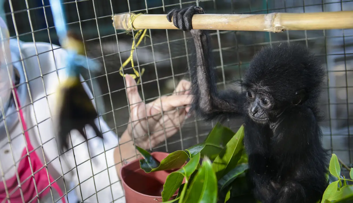 Bayi siamang (Symphalangus syndactylus) berusia antara satu hingga dua bulan di kandang rehabilitasi BKSDA, Banda Aceh, Kamis (13/9). Bayi siamang ini berasal dari Tangse, Pidei dan kemarin diserahkan ke BKSDA Aceh ntuk perawatan. (AFP/CHAIDEER MAHYUDDIN)