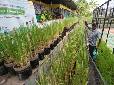 Suparno dari Posyantek (Pos Pelayanan Teknologi Tepat Guna) Kreya Loka RPTRA Belimbing, Pasar Minggu, menyemprotkan tanaman padi yang terserang hama, Kamis (22/10/2026). Inovasi menanam padi dalam galon ini dilakukan sebagai upaya mendukung ketahanan pangan di lingkungan permukiman. Program yang digagas Jaenab  berhasil menghasilkan sekitar 70 kilogram gabah dari 350 galon pada panen perdana Maret 2026. (KLY/Budy Santoso)