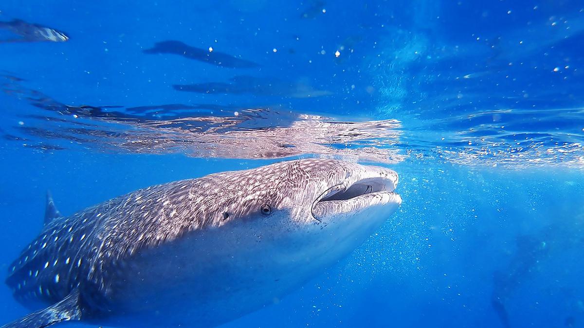 10 Wisata Berenang Dengan Hiu di Indonesia: Pengalaman Liburan Seru Penuh Adrenalin