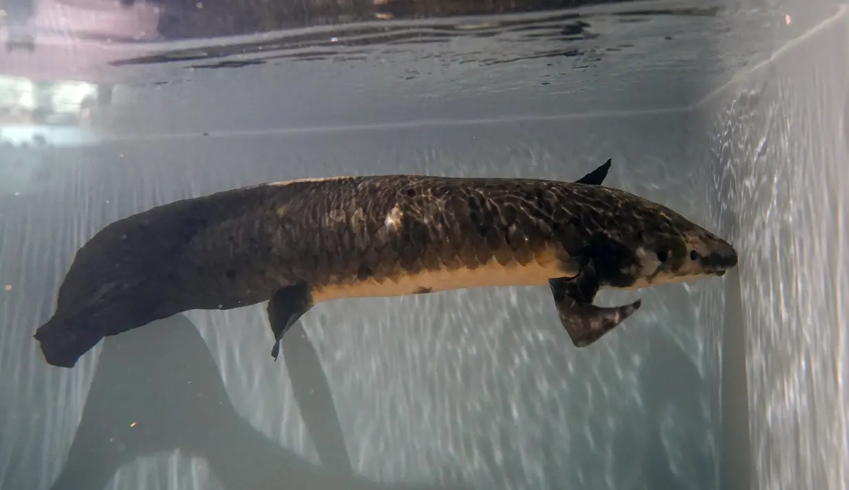 Methuselah, ikan lungfish Australia terlihat di akuarium di San Francisco, Senin (24/1/2022). Methuselah adalah ikan lungfish Australia sepanjang 4 kaki, 40 pon yang dibawa ke California Academy of Sciences pada tahun 1938 dari Australia. (AP Photo/Jeff Chiu)