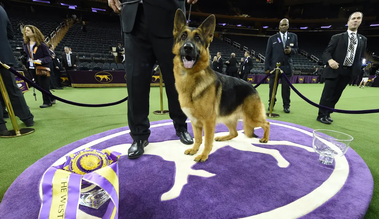 Rumor, berpose usai menjuarai kompetisi Best in Show di Westminster Kennel Club Dog Show, di New York City, AS (14/2). Kontes ini berlangsung sejak tahunan sejak 1877. (Drew Angerer / Getty Images / AFP)