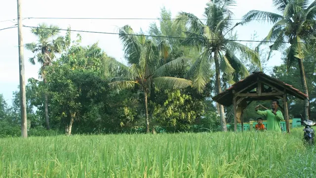 Menyesap Kopi Pagi di Gubuk Tengah Hamparan Sawah