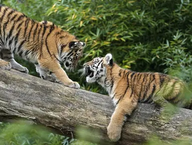 Harimau Siberia kecil Kasimir dan Kalinka bermain di batang pohon di kebun binatang di Duisburg, Jerman, Senin (25/10/2021). Anak harimau kembar lahir pada bulan Mei dan menikmati musim gugur pertama mereka di kandang dekat dengan alam di kebun binatang . (AP Photo/Martin Meissner)