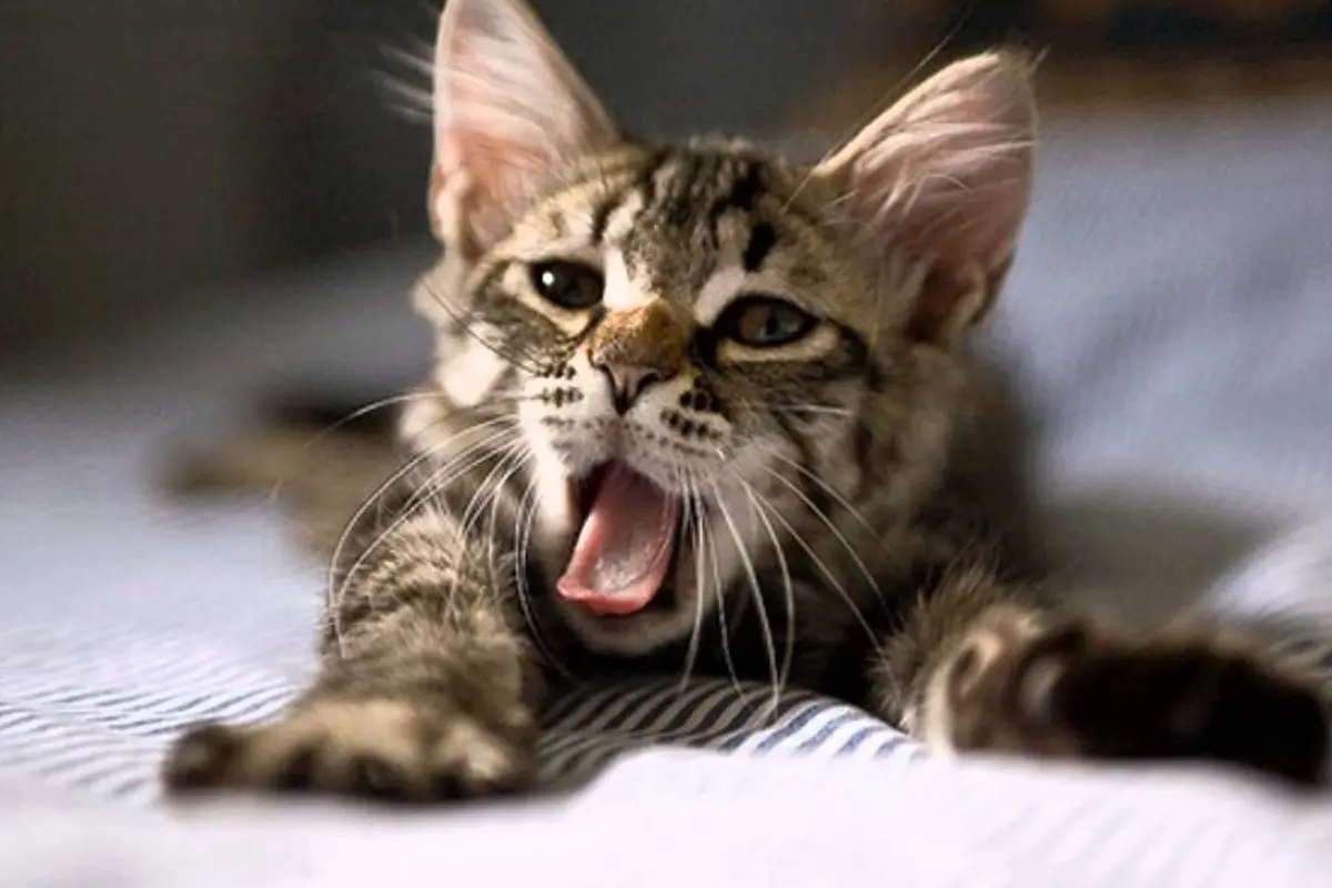 10 Kucing Menguap Ini Bikin Kamu Jadi Ikutan Mengantuk