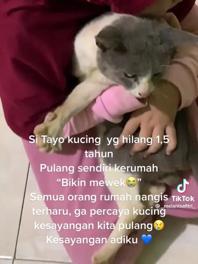 Pertemuan kucing dengan pemiliknya