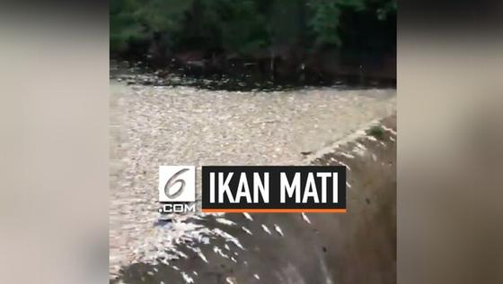 VIDEO: Ribuan Ikan Mati Mengambang di Oklahoma