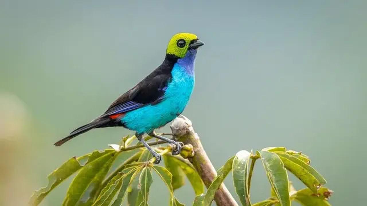 Ini Penyebab Burung Jenis Tertentu Punya Suara Lebih Lantang