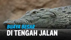 vertical buayaa
