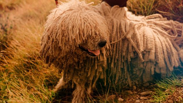 Komondor