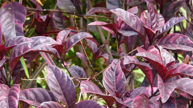 Daun Ungu
