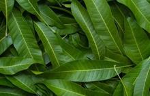 Rekomendasi Daun Herbal di Sekitar Rumah untuk Cegah Gula Darah Naik
