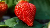 Strawberry/unsplash