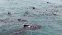 Sekelompok Paus Pilot Terjebak di Laut Dangkal Rote Ndao NTT