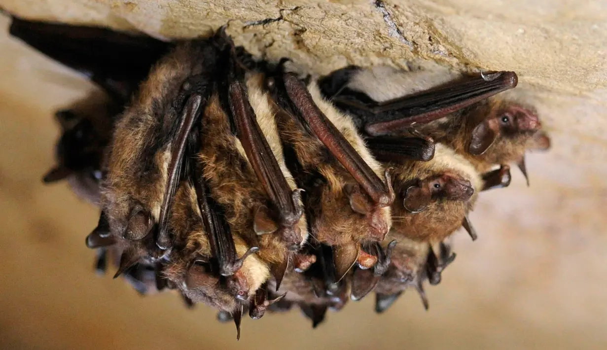 Sejumlah kelelawar sedang melakukan hibernasi di New Mammoth Cave, AS (16/12/2011). Sindrom hidung putih disebabkan oleh jamur yang menyebar di kalangan kelelawar sewaktu hewan itu tidur selama musim dingin. (AP Photo/Amy SB)