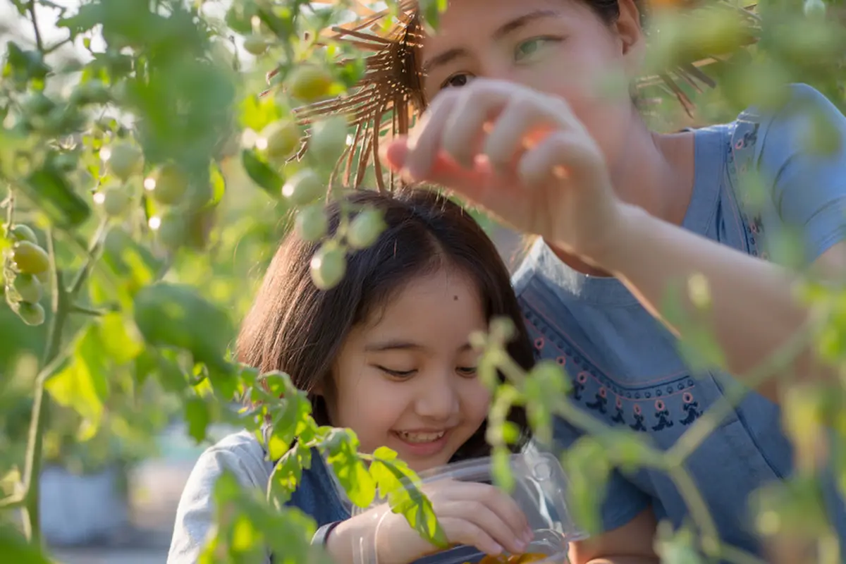 berkebun