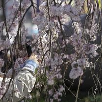 Seorang perempuan yang mengenakan masker mengambil foto bunga sakura musiman di Taman Ueno, Tokyo, Jepang pada 24 Maret 2022. Taman Ueno merupakan salah satu tempat menikmati mekar Bunga Sakura paling populer di Tokyo. (AP Photo/Eugene Hoshiko)