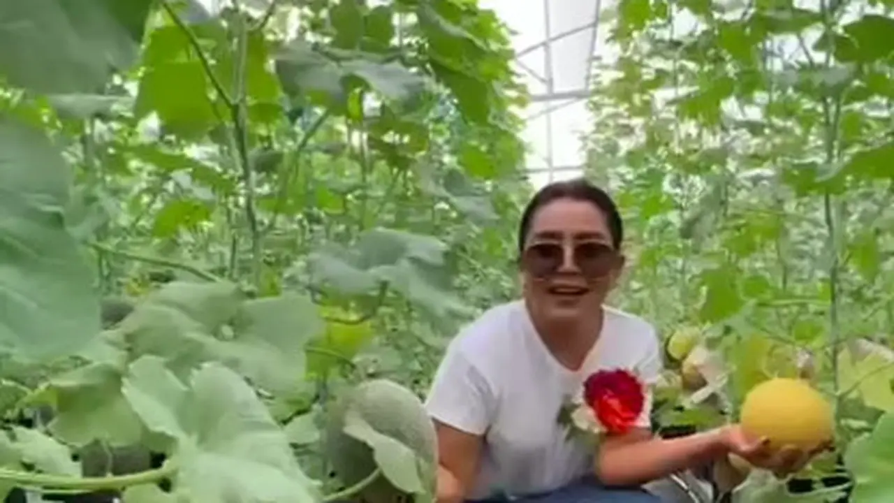 Kebun melon Mayangsari