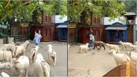 Sengaja bawa rumput sambil lari, aksi wanita dikejar belasan domba ini viral. (Sumber: TikTok/creamyfettuciny)