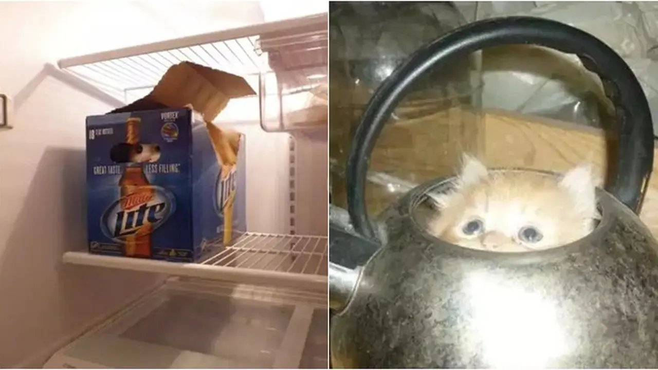 8 Potret Kucing saat Coba Sembunyi Ini Justru Bikin Gemas