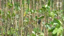 Sebanyak seribu pohon mangrove yang ditanam pada hari ini di pesisir Jakarta Utara untuk mencegah terjadi gelombang tinggi  dan sekaligus memperingati hari Mangrove Sedunia yang jatuh pada tanggal 26 Juli 2023.(merdeka.com/imam buhori)