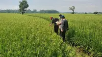 Kondisi pertumbuhan di lahan padi Kabupaten Gowa, Sulawesi Selatan. (Sumber: Dokumentasi TETO Jakarta)