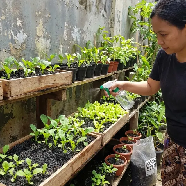 Menyiram sayur yang ditanam dengan arang sekam (Gemini AI)