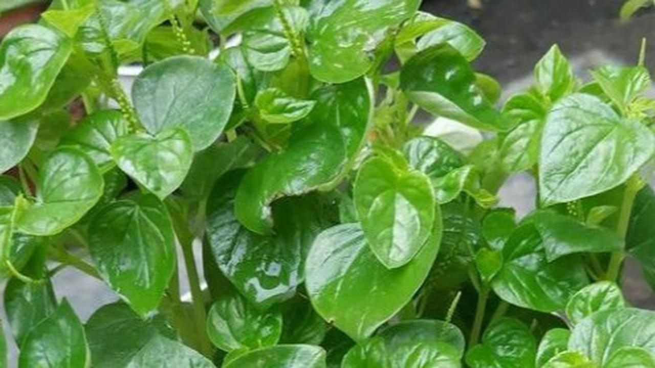 17 Manfaat Daun Sirih Cina yang Jarang Diketahui, Obati Asam Urat dan Jerawat