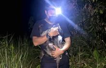 Lutung Abu-abu Korban Tabrak Lari Dilepasliarkan: Benarkah Satwa Liar Rentan Stres di Kandang?