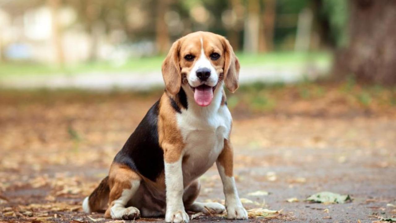 anjing beagle