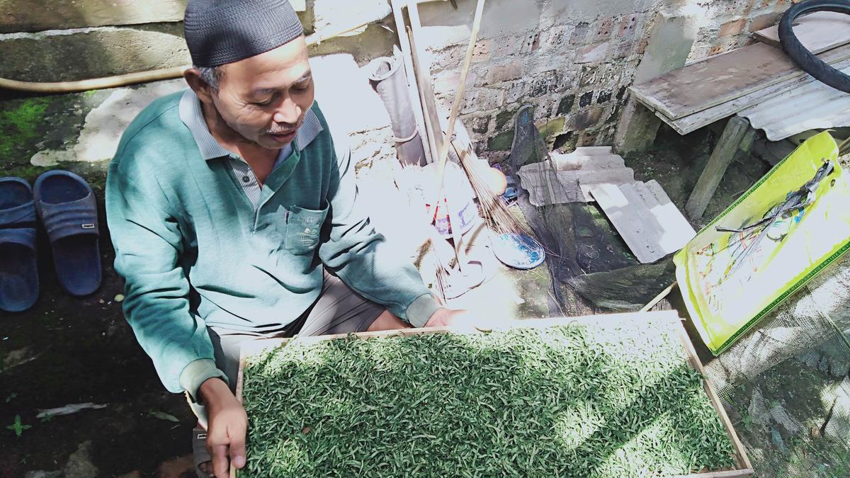 Punya Kandungan Alkaloid sebagai Antibakteri, Ini Cara Merebus Daun Gaharu untuk Obat Kanker dan Darah Tinggi